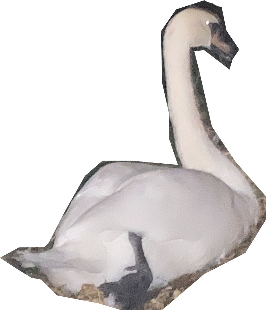 cygne2