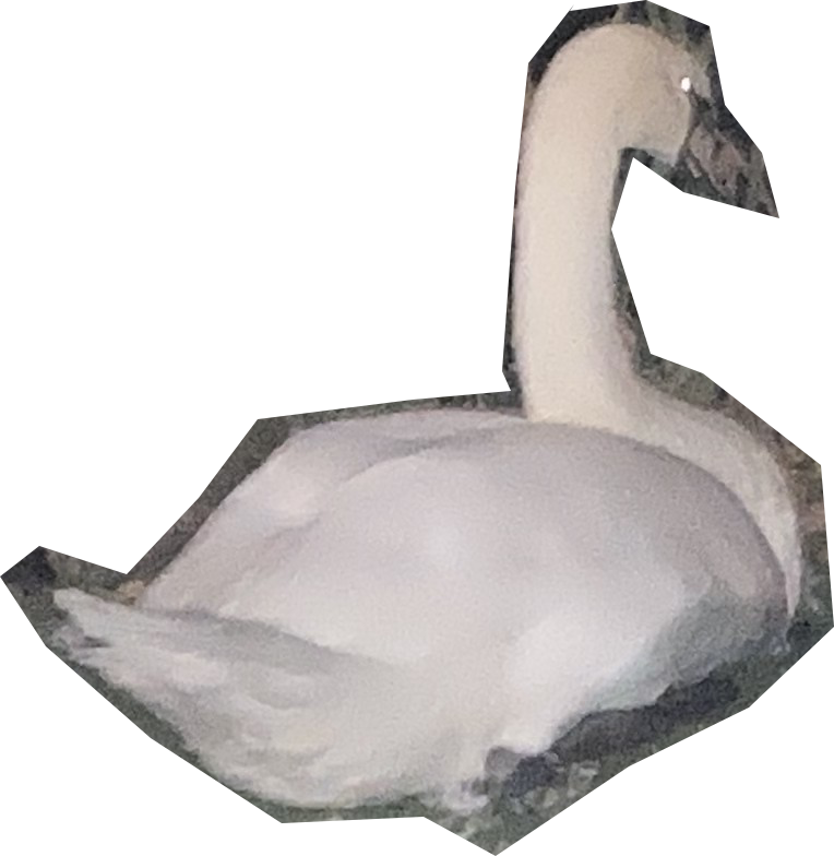 cygne3