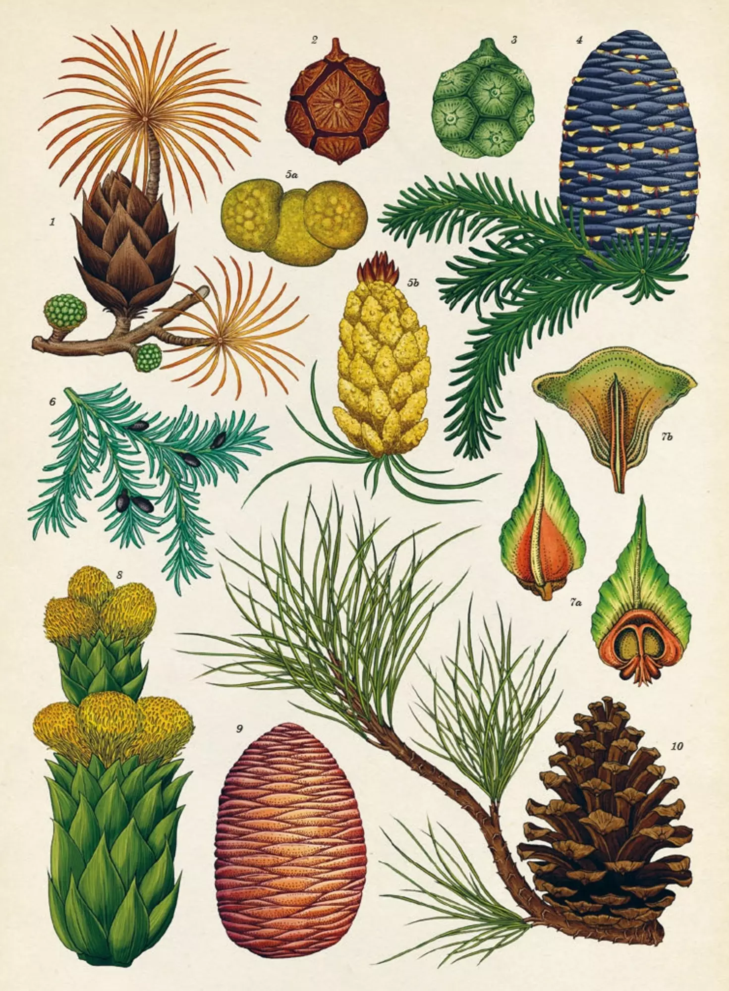 page du livre Botanicum