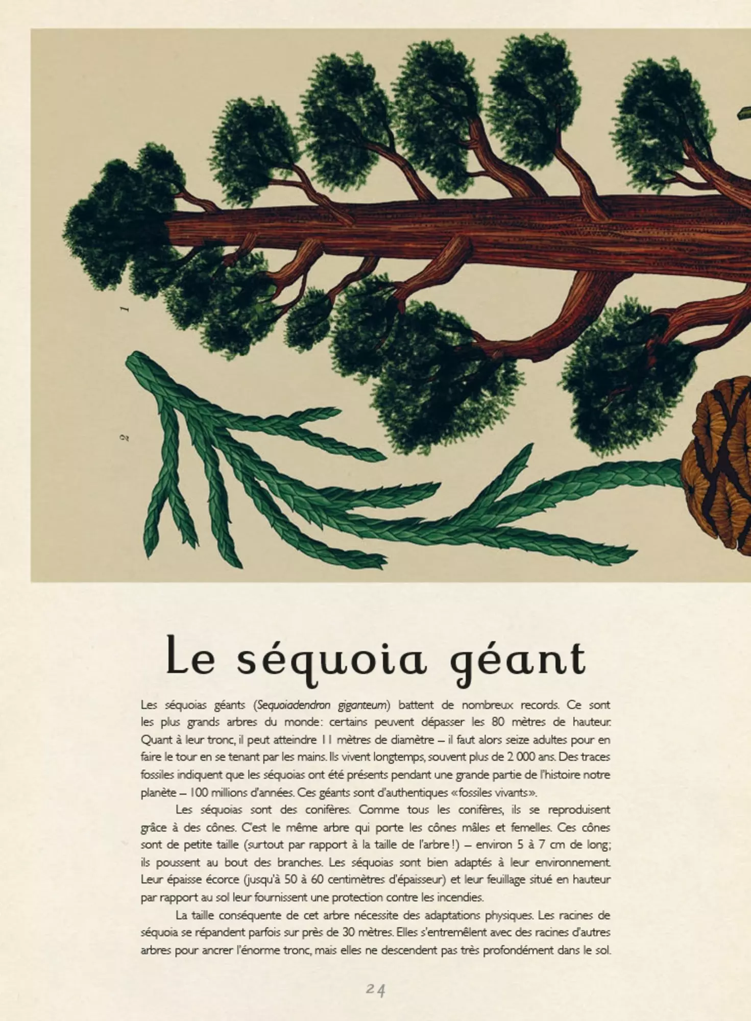 page du livre Botanicum sur les sécoias