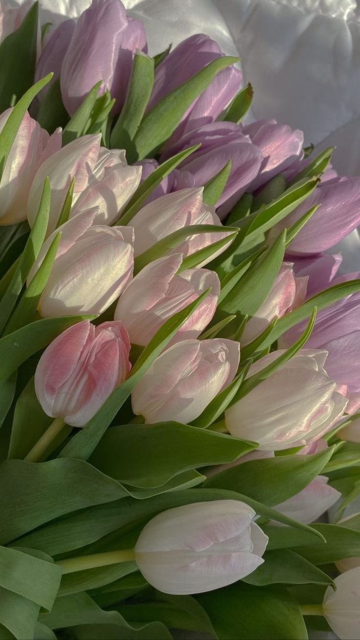 tulipes