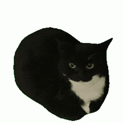 spining maxwell the cat