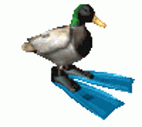 canard avec des palmes qui tourne sur lui même