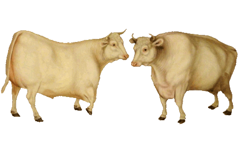 deux vaches qui danse